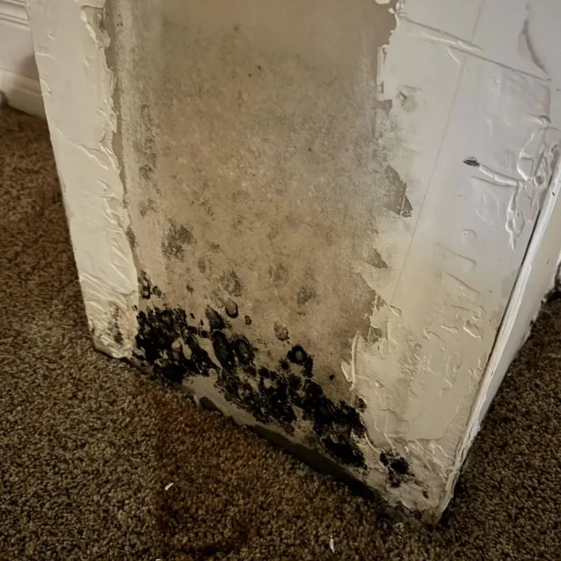 Professional Mold Removal in Willow Springs, IL